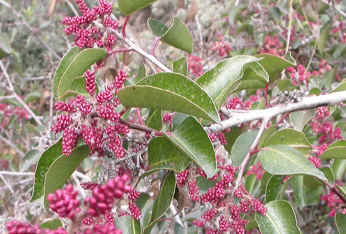 Anacardiaceae Rhus ovata