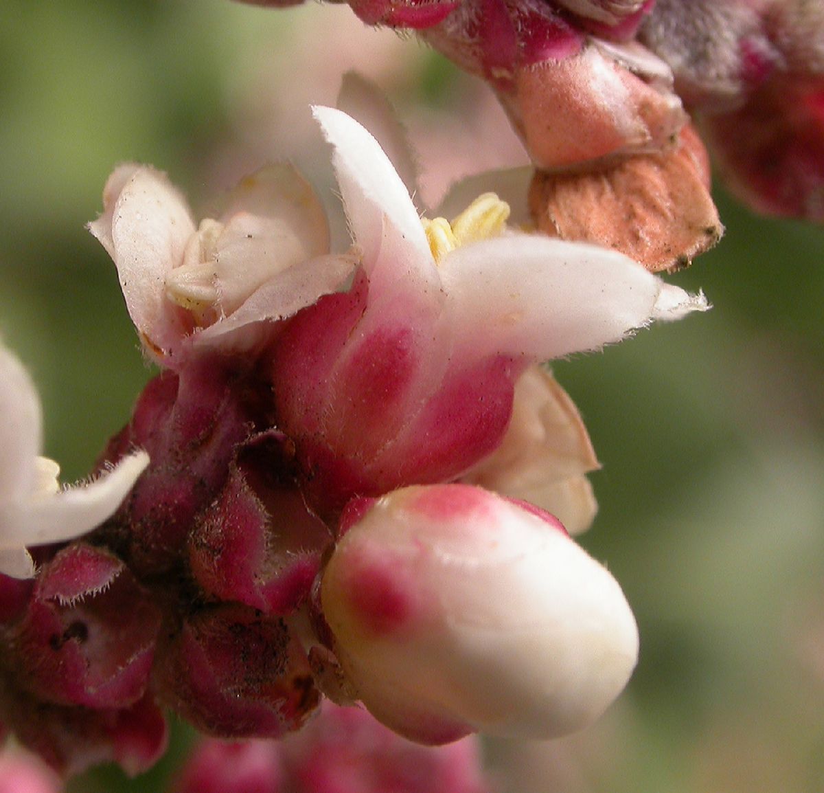 Anacardiaceae Rhus ovata