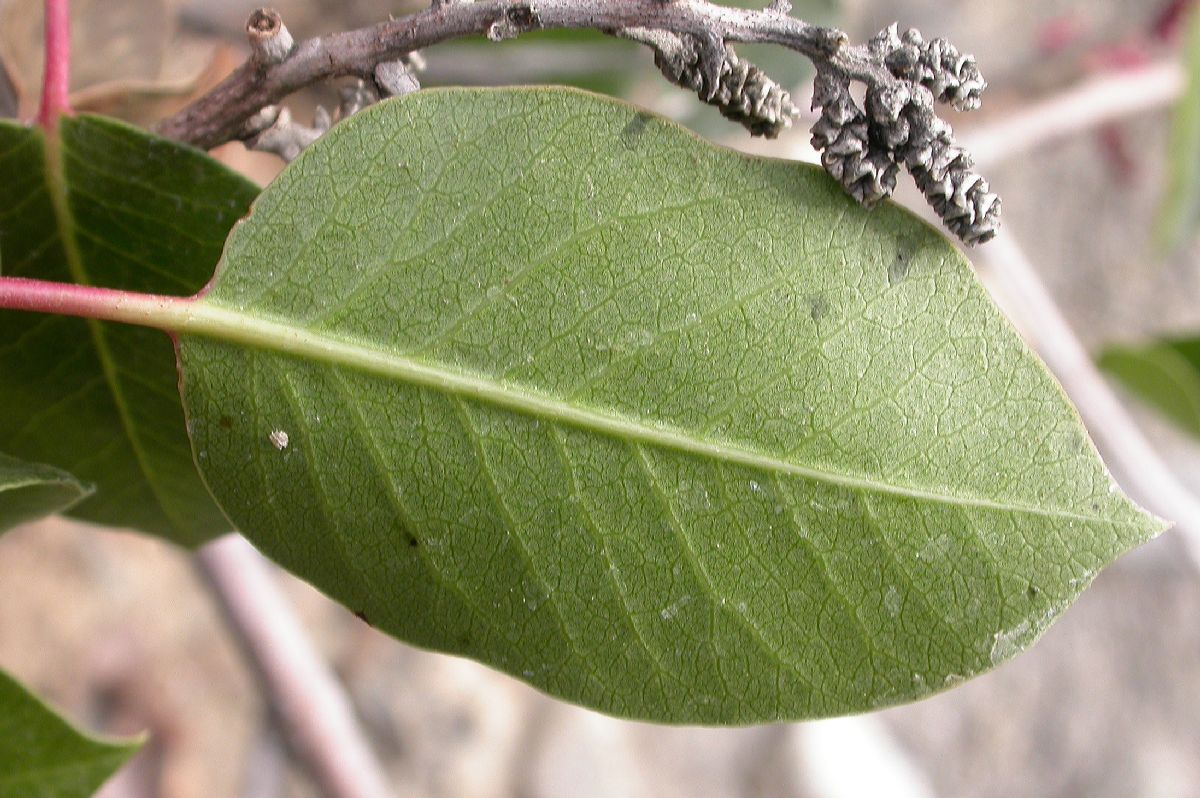 Anacardiaceae Rhus ovata