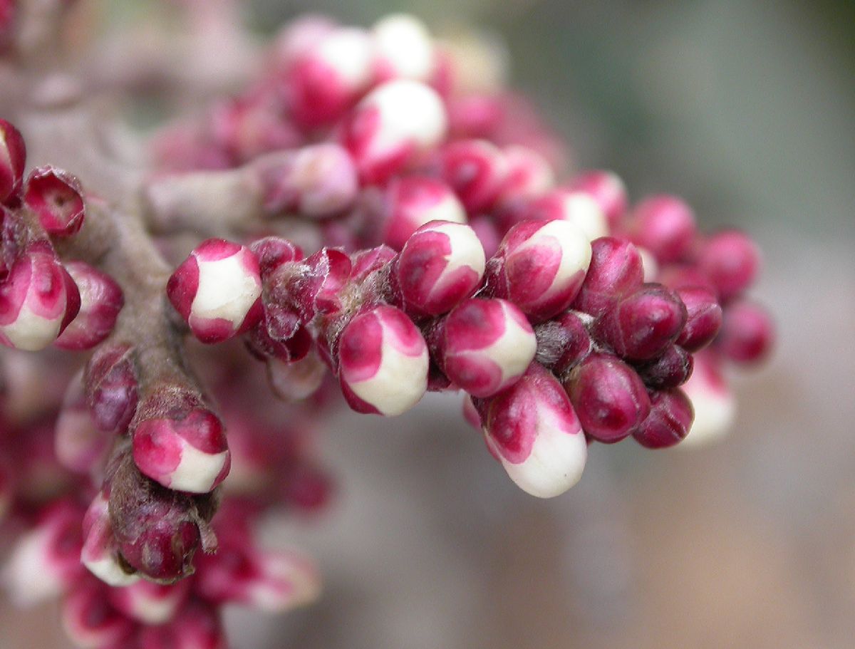 Anacardiaceae Rhus ovata