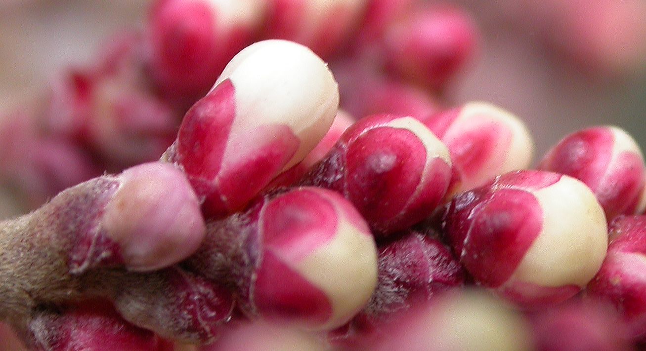 Anacardiaceae Rhus ovata