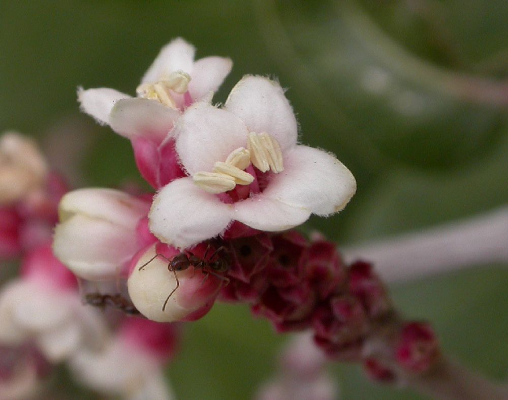 Anacardiaceae Rhus ovata