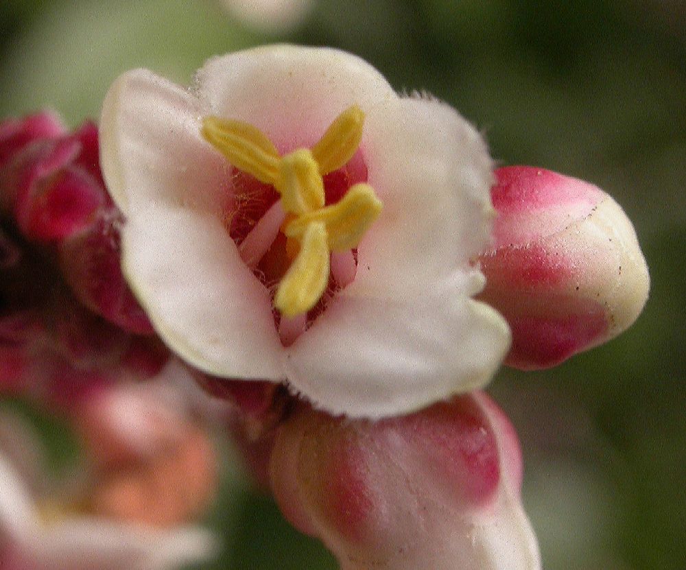 Anacardiaceae Rhus ovata