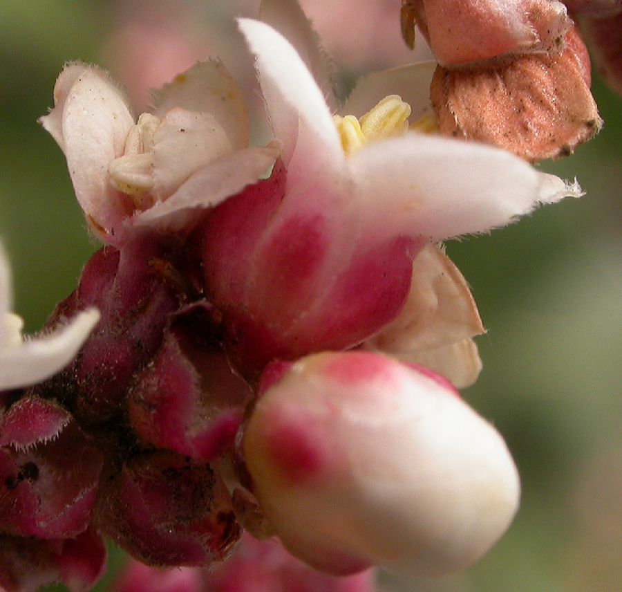 Anacardiaceae Rhus ovata