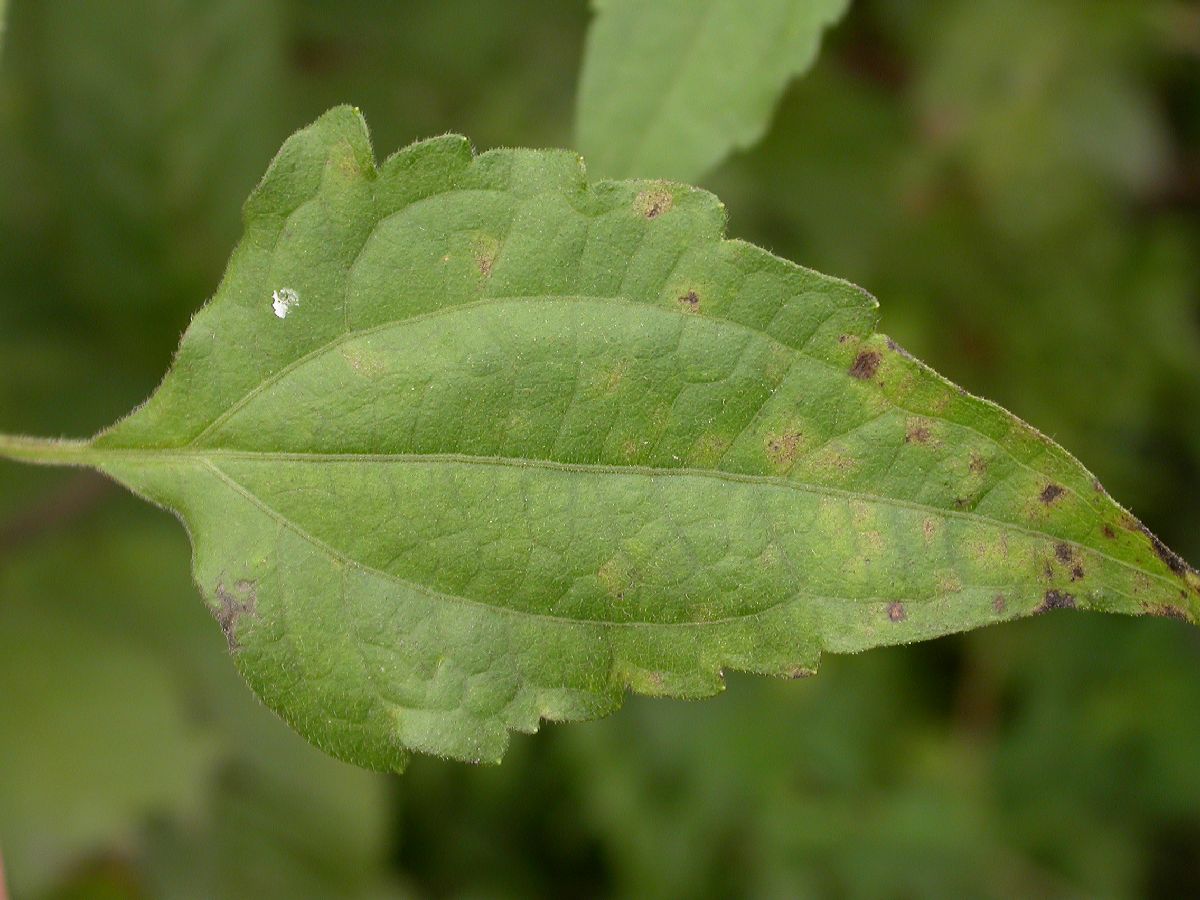 Asteraceae Eupatorium odoratum