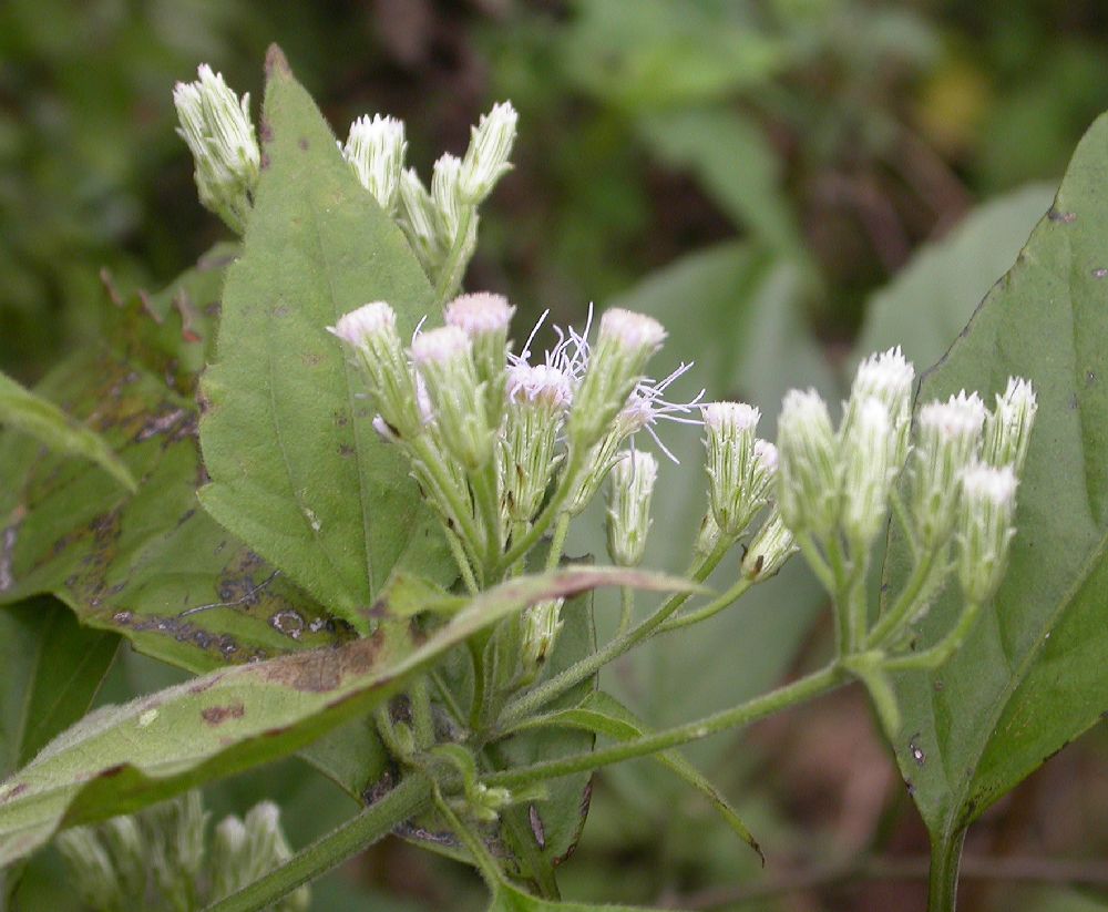 Asteraceae Eupatorium odoratum