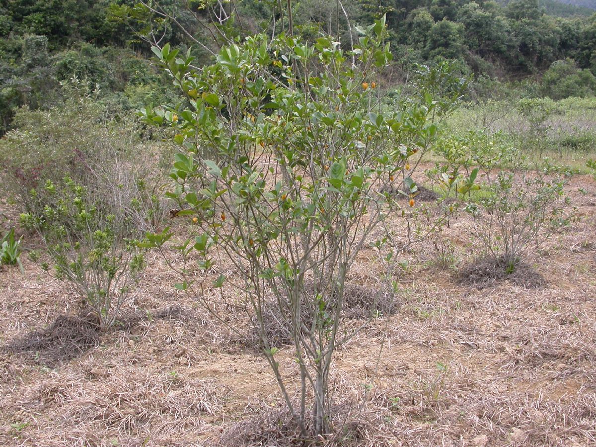 Rubiaceae Gardenia 