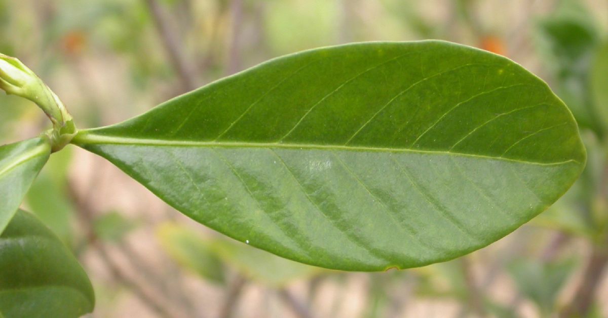 Rubiaceae Gardenia 