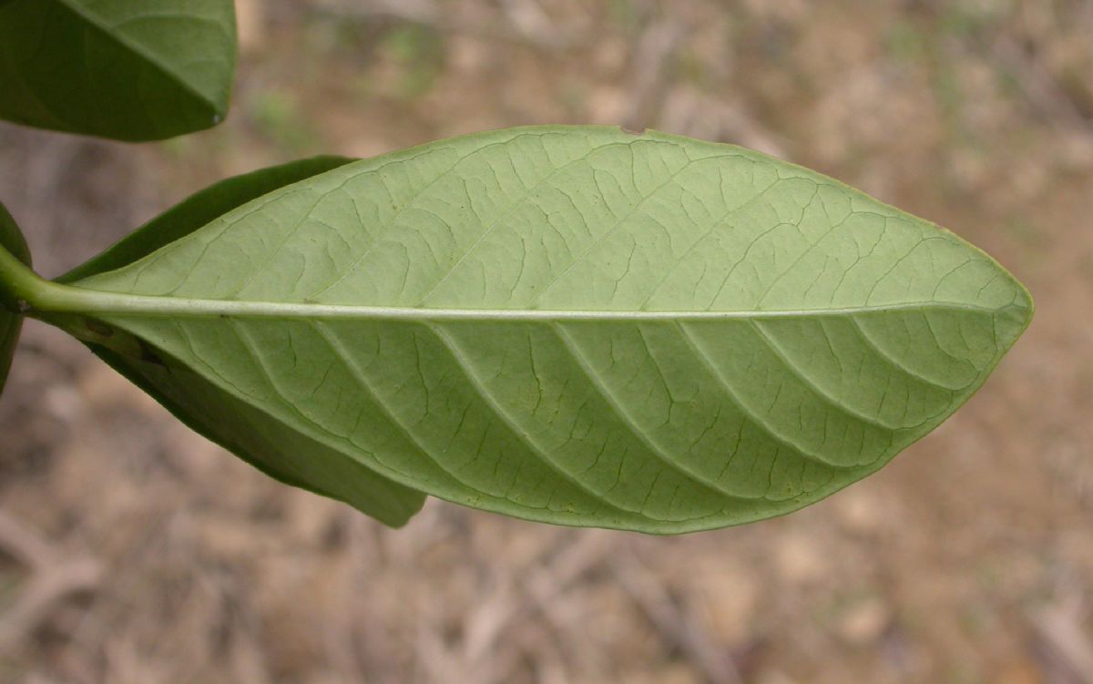 Rubiaceae Gardenia 