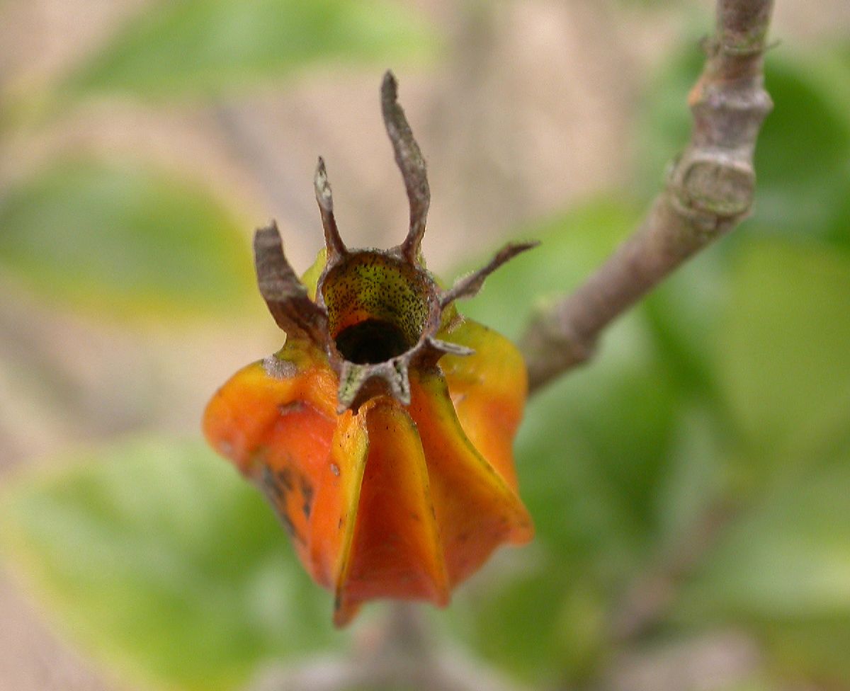 Rubiaceae Gardenia 