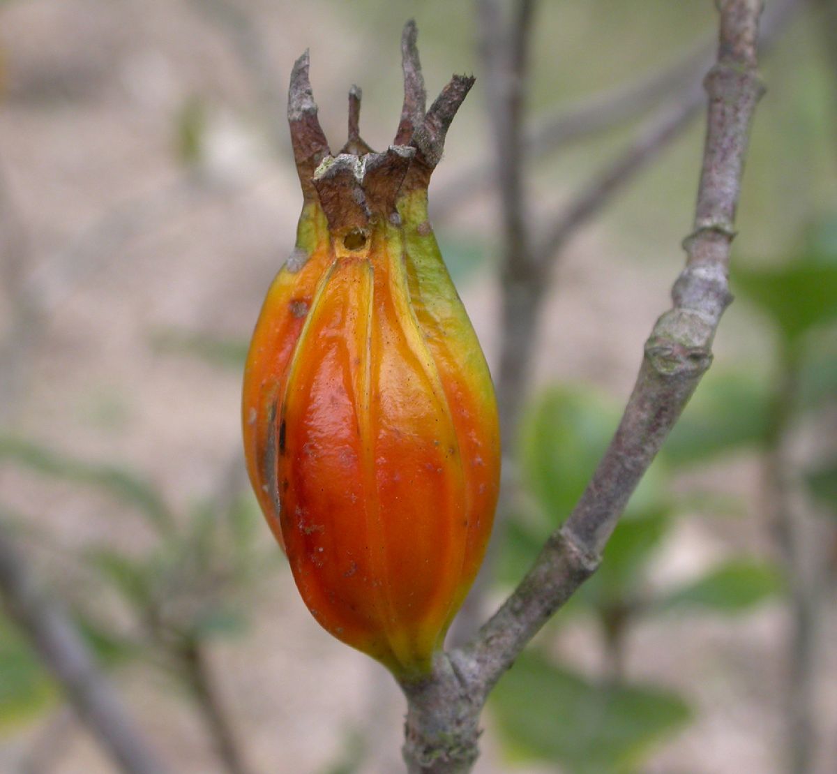 Rubiaceae Gardenia 