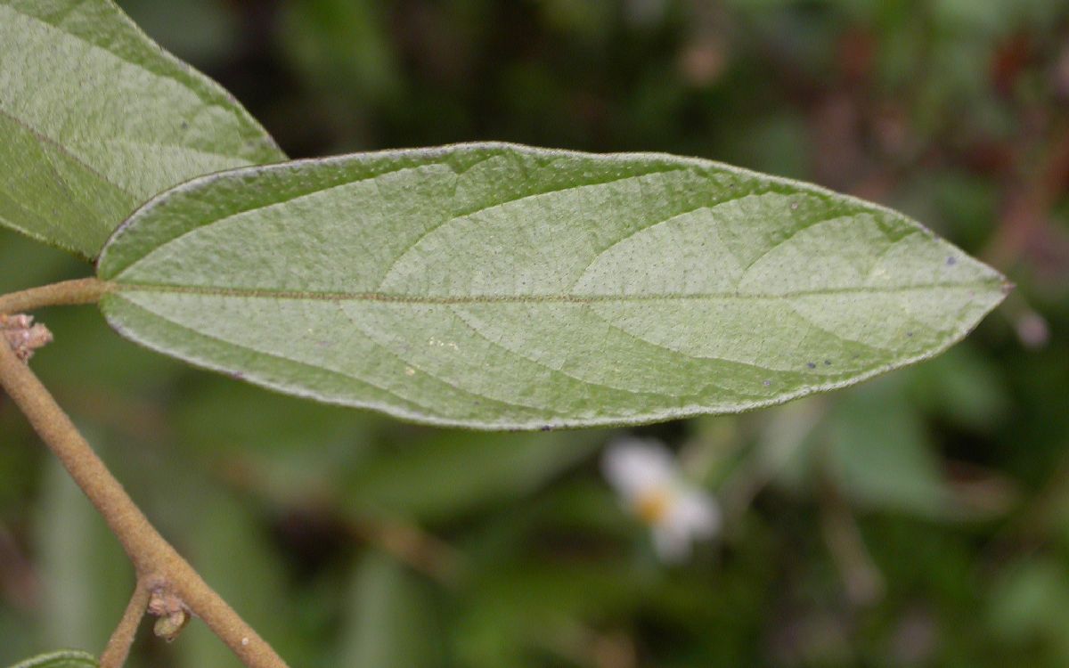 Helicteraceae Helicteres 