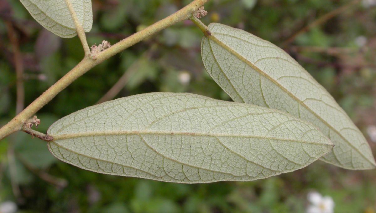 Helicteraceae Helicteres 
