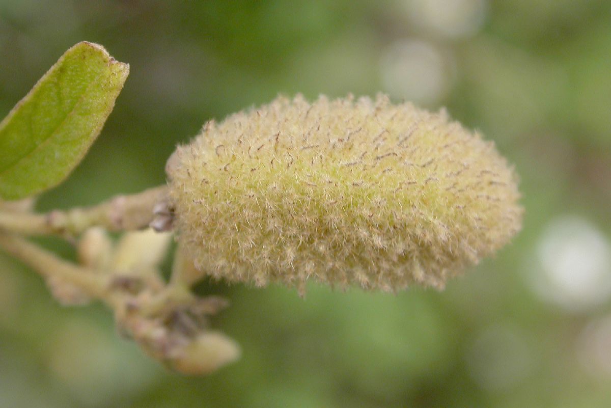 Helicteraceae Helicteres 
