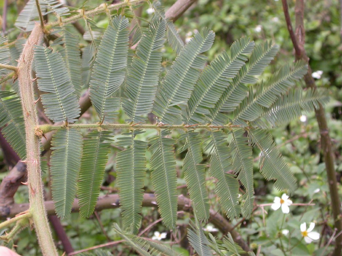 Fabaceae Piptadenia 