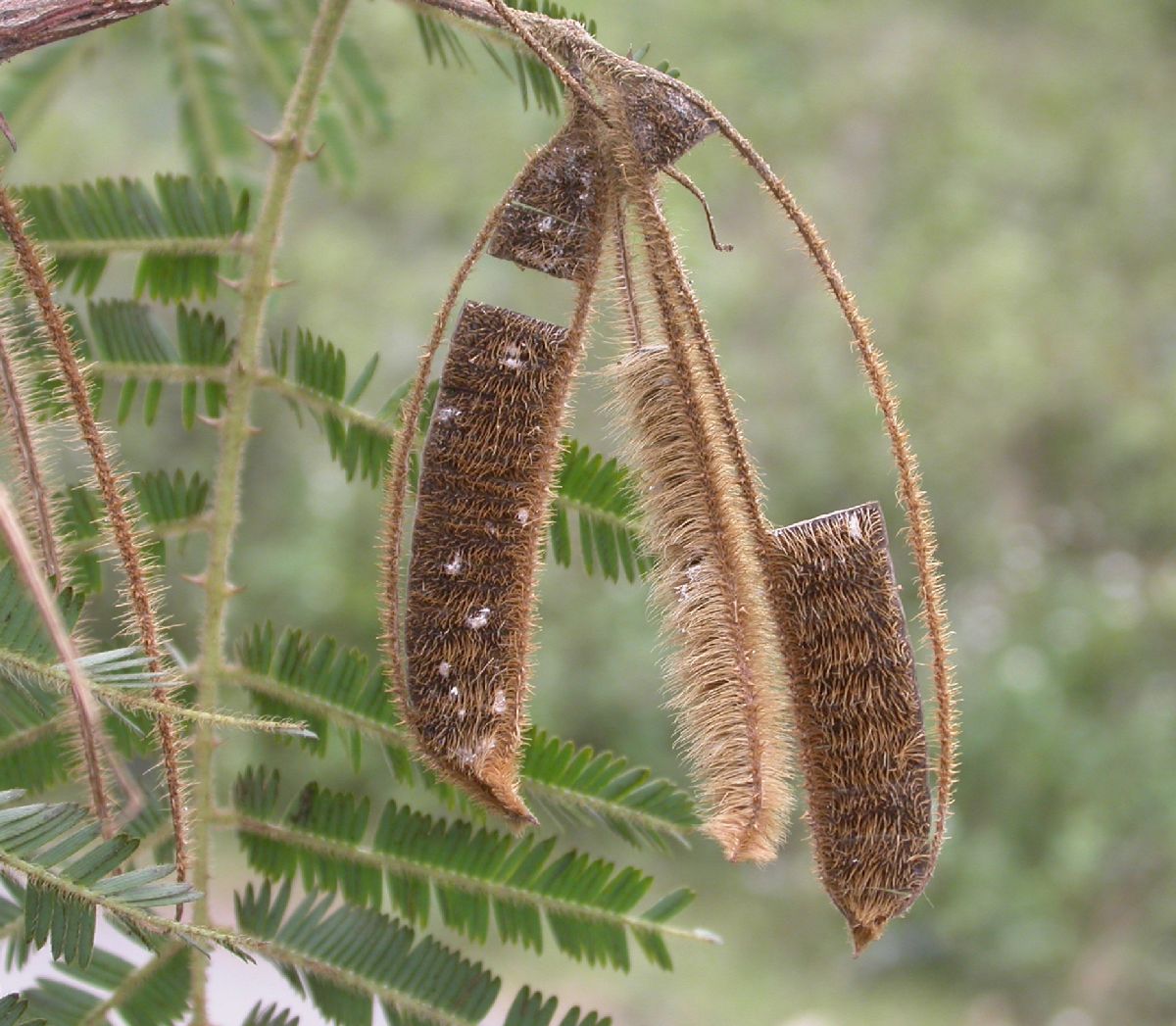 Fabaceae Piptadenia 