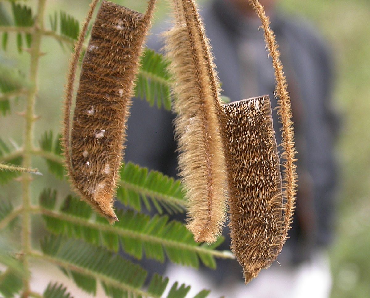 Fabaceae Piptadenia 