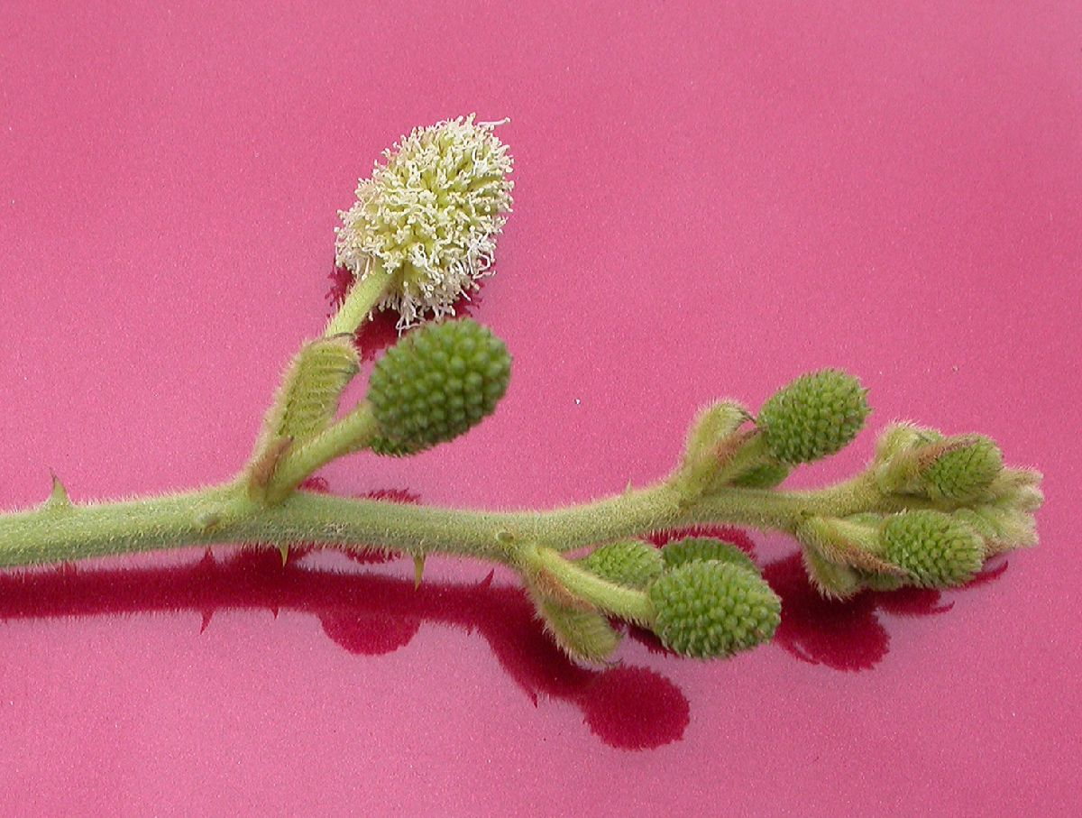 Fabaceae Piptadenia 