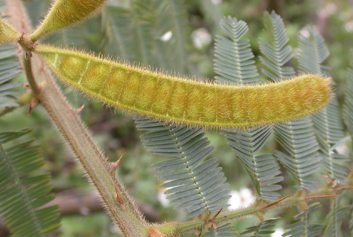 Fabaceae Piptadenia 