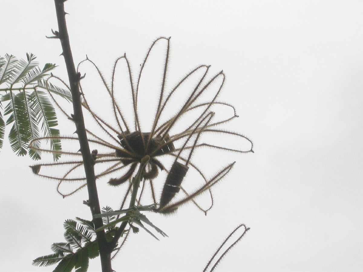 Fabaceae Piptadenia 