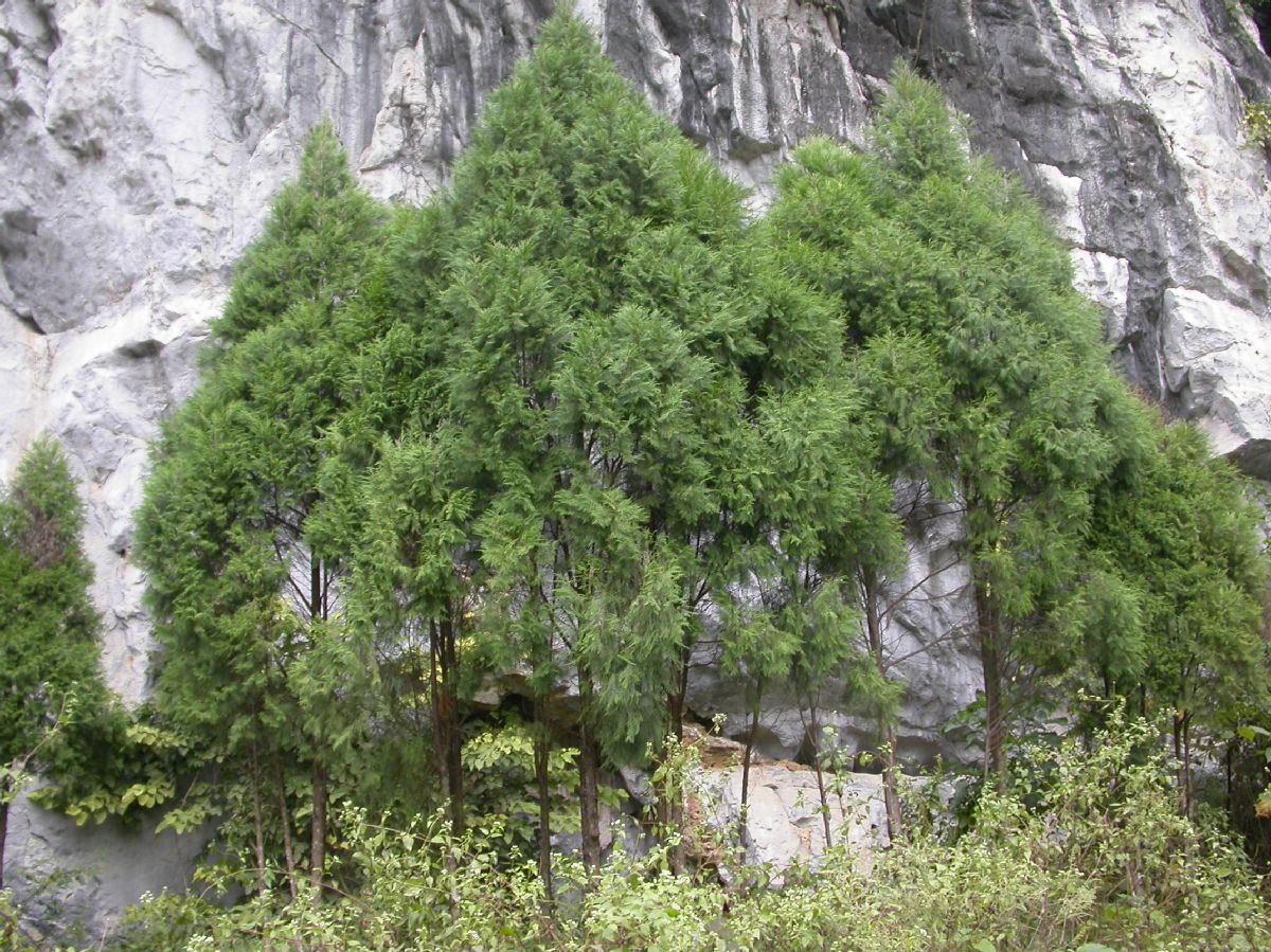 Cupressaceae Cupressus tonkinensis