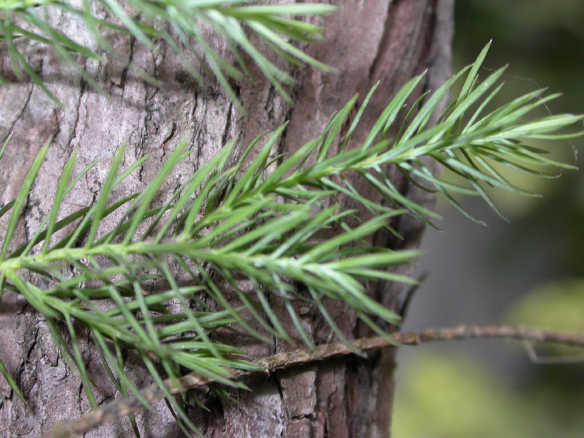 Cupressaceae Cupressus tonkinensis