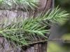 image of Cupressus tonkinensis