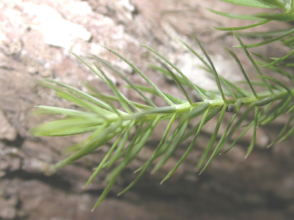 Cupressaceae Cupressus tonkinensis