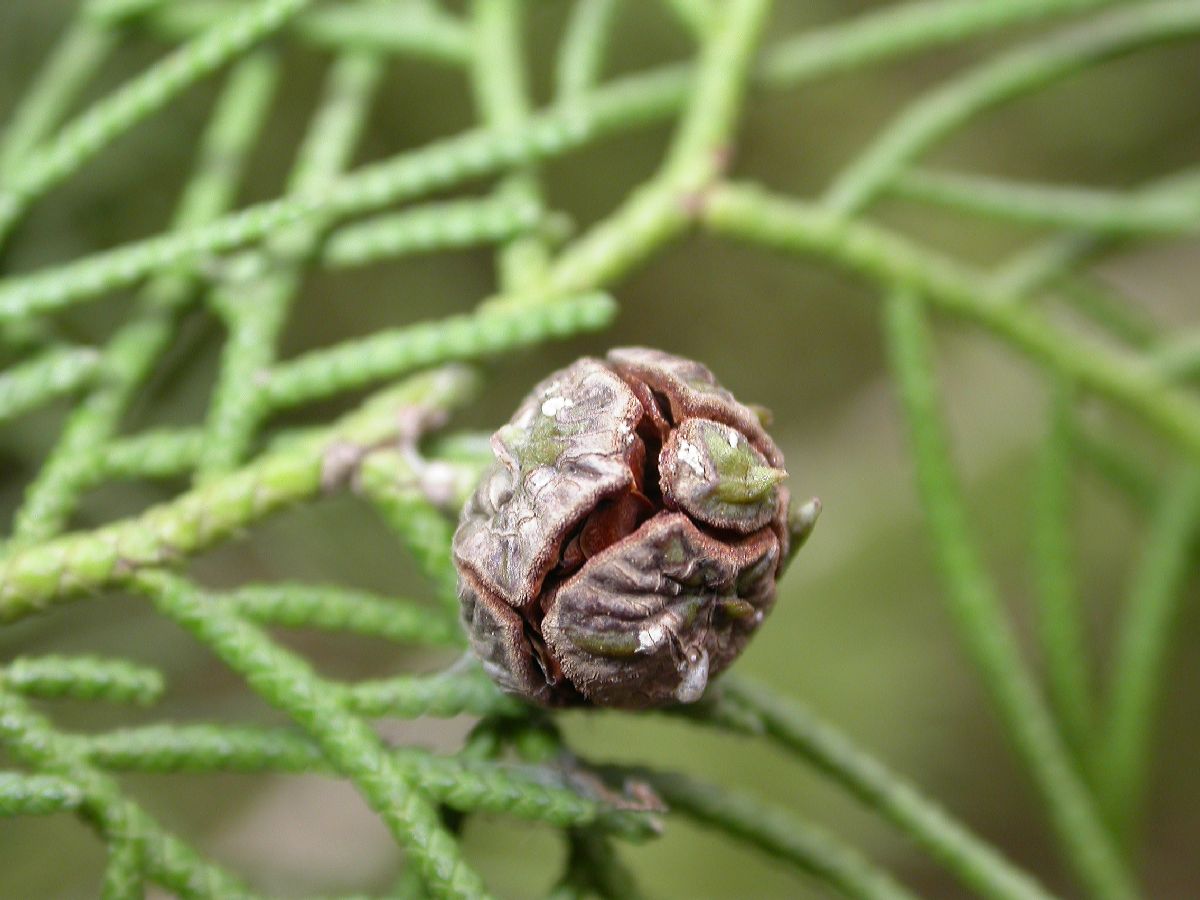 Cupressaceae Cupressus tonkinensis