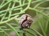 image of Cupressus tonkinensis