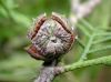 image of Cupressus tonkinensis