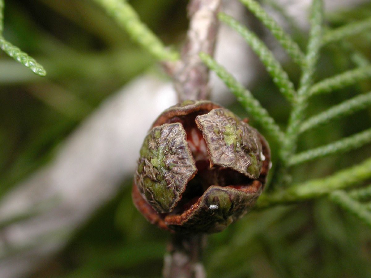 Cupressaceae Cupressus tonkinensis