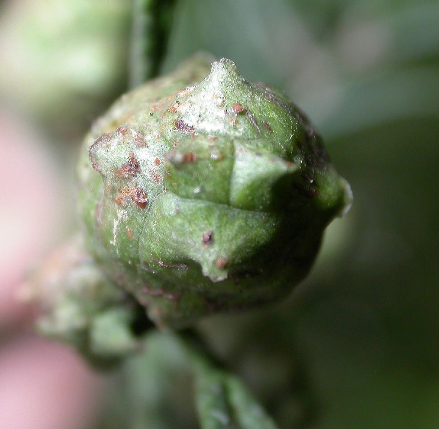 Cupressaceae Cupressus tonkinensis