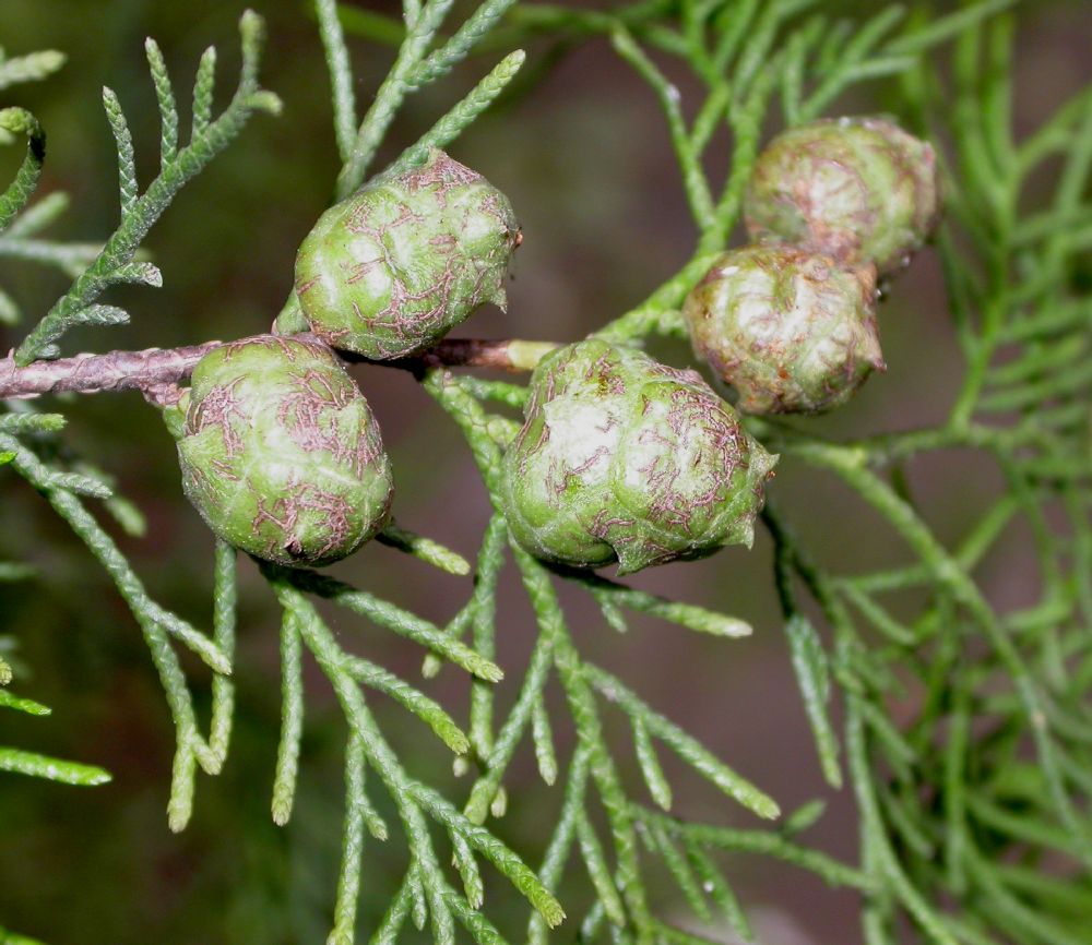 Cupressaceae Cupressus tonkinensis