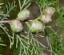 image of Cupressus tonkinensis