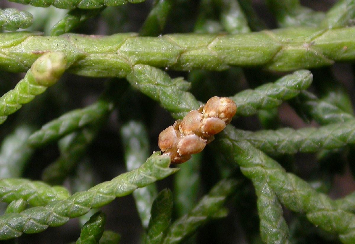 Cupressaceae Cupressus tonkinensis