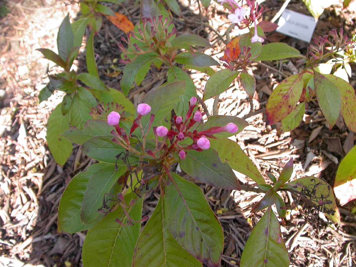 Rubiaceae Luculia gratissima