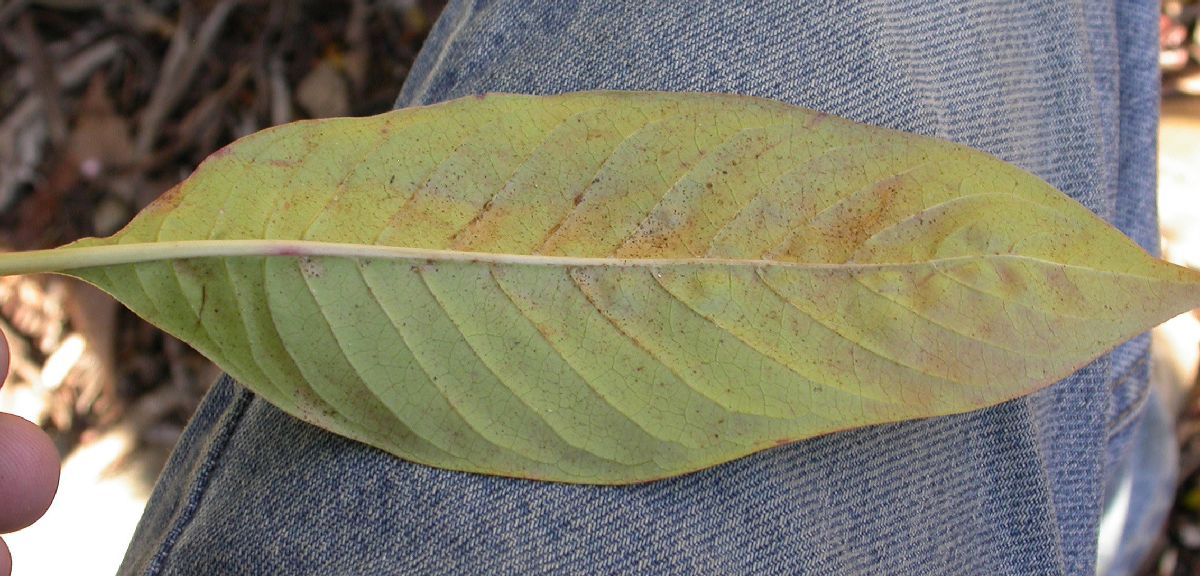 Rubiaceae Luculia gratissima