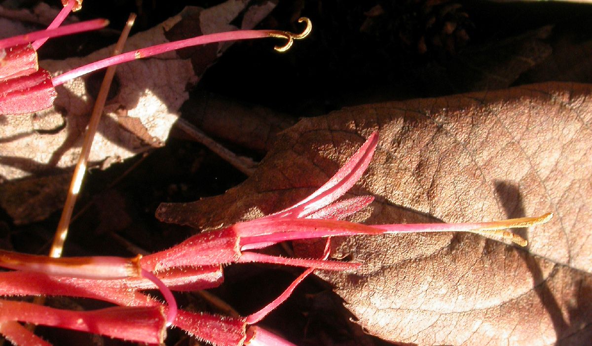 Rubiaceae Luculia gratissima