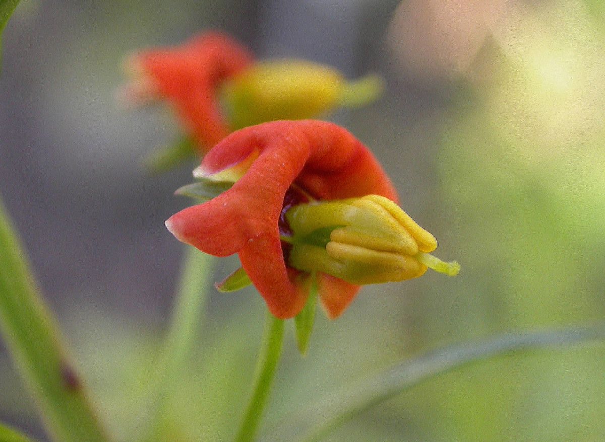 Scrophulariaceae Alonsoa 