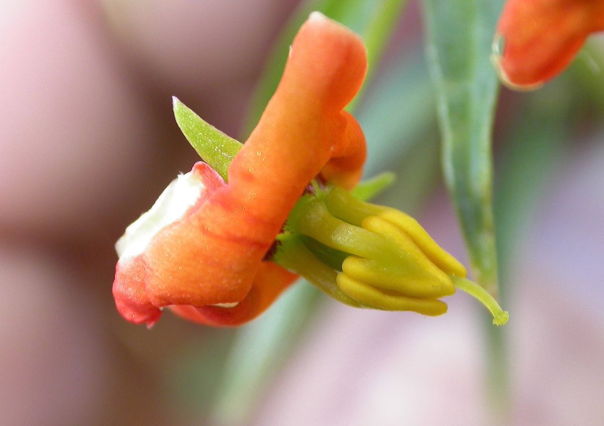 Scrophulariaceae Alonsoa 