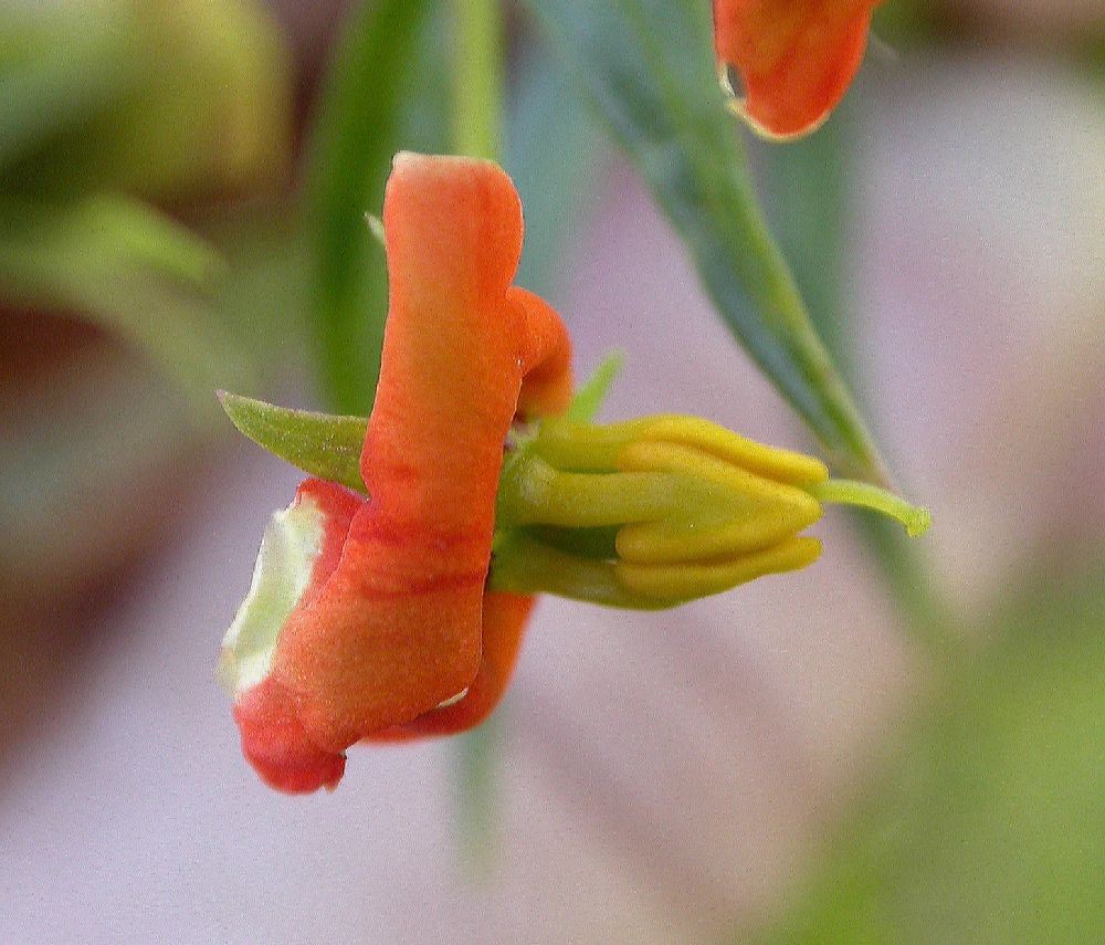 Scrophulariaceae Alonsoa 