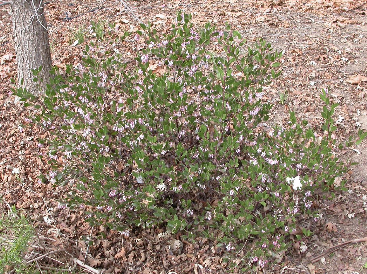 Ericaceae Arctostaphylos stanfordiana