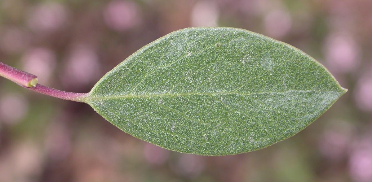 Ericaceae Arctostaphylos stanfordiana