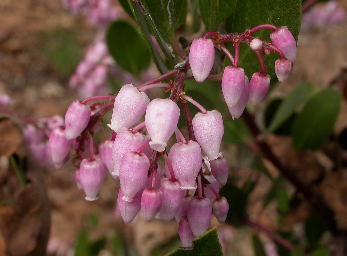 Ericaceae Arctostaphylos stanfordiana