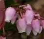 image of Arctostaphylos stanfordiana