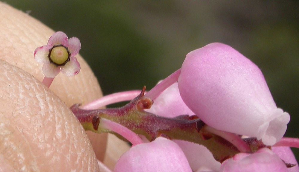 Ericaceae Arctostaphylos stanfordiana