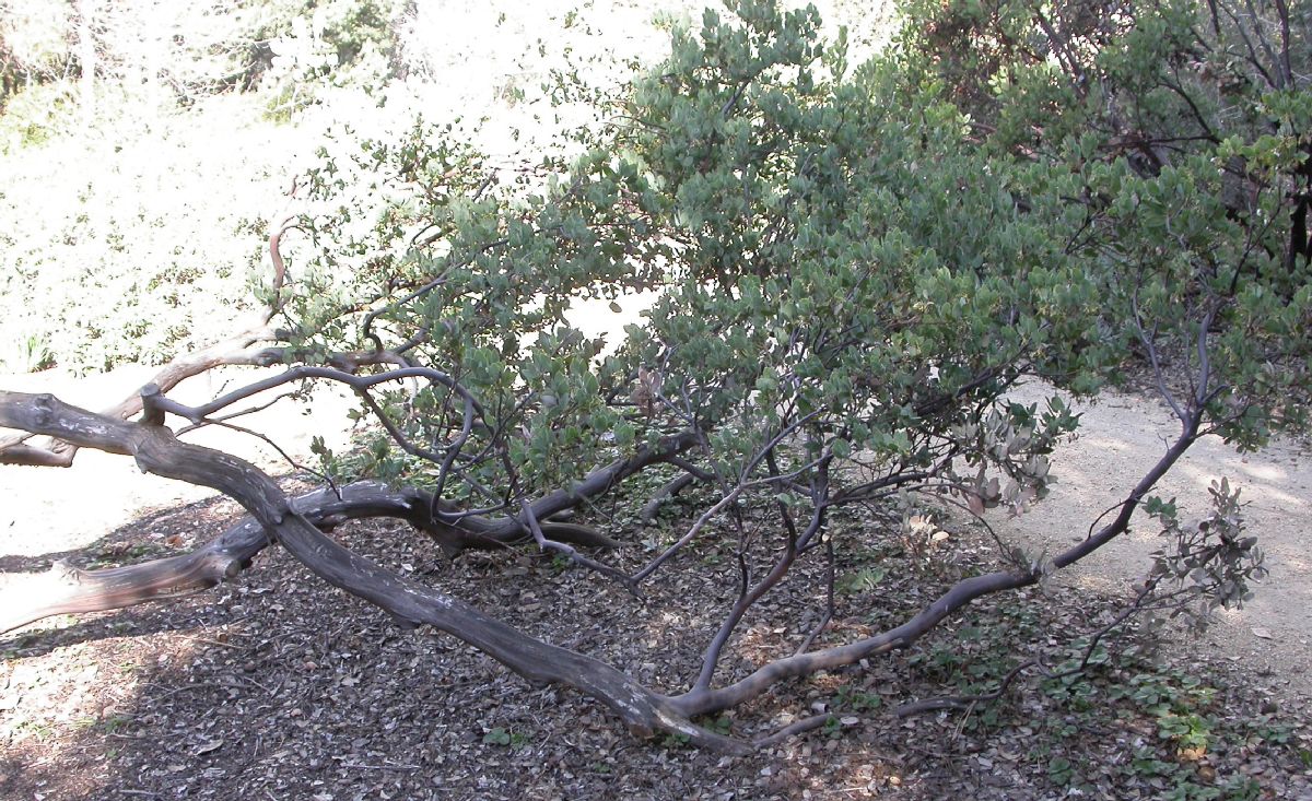 Ericaceae Arctostaphylos 