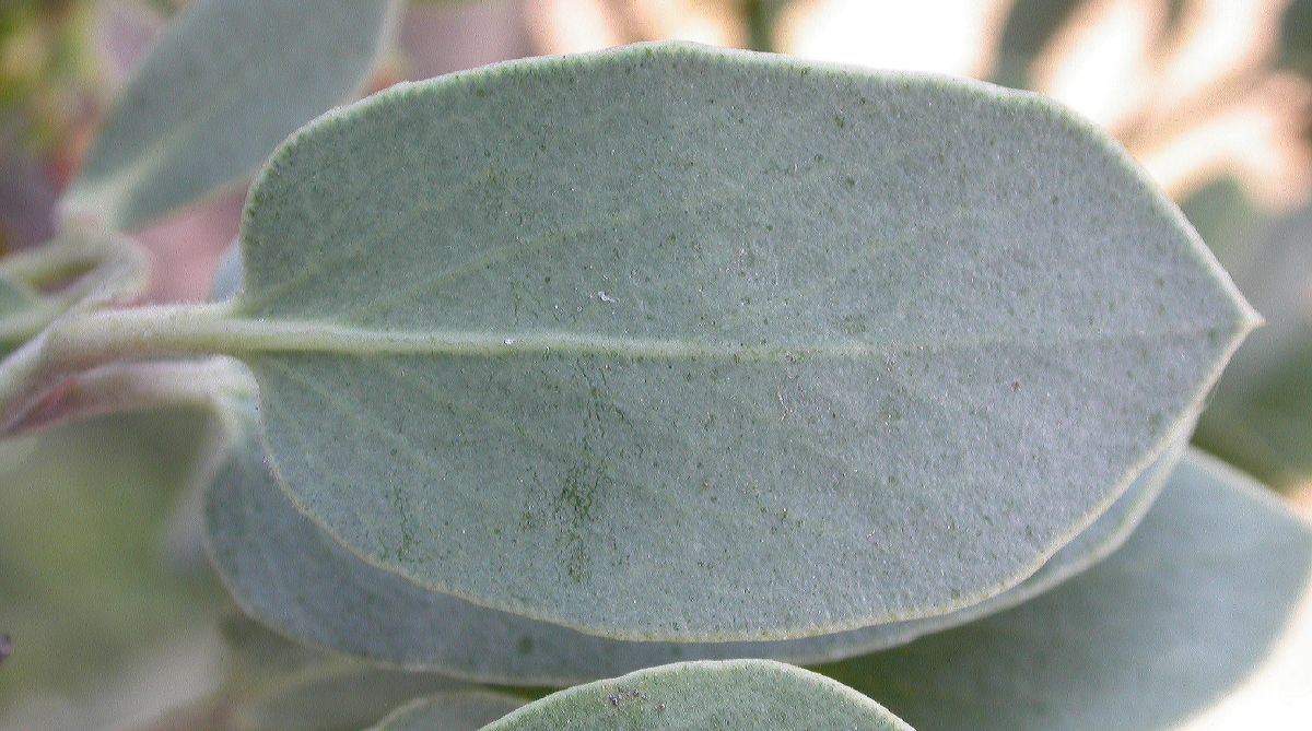 Ericaceae Arctostaphylos 