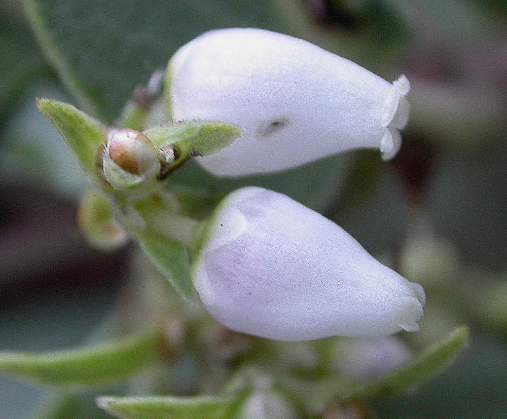 Ericaceae Arctostaphylos 